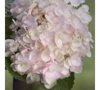 Thompson & Morgan Hydrangea Macrophylla Endless Summer The Bride 3 Litre Potted Plant X 1