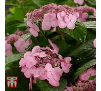 Thompson & Morgan Hydrangea Macrophylla Endless Summer Twist & Shout 3 Litre Potted Plant X 1
