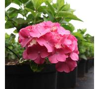 Thompson & Morgan Hydrangea Macrophylla King George 9Cm Potted Plant - Pack Of 3 - Outdoor Garden
