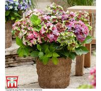 Thompson & Morgan Hydrangea Macrophylla Lady Mata Hari Pink 2 Litre Potted Plant X 1