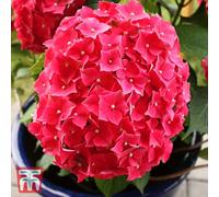 Thompson & Morgan Hydrangea Macrophylla Leuchtfeuer 3.6 Litre Potted Plant X 1