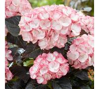 Thompson & Morgan Hydrangea Macrophylla Midnight Pearl 2 Litre Potted Plant X 2