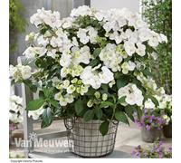 Thompson & Morgan Hydrangea Macrophylla Runaway Bride 6 Litre Potted Plant X 2