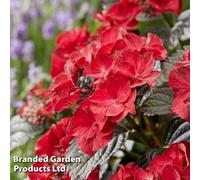 Thompson & Morgan Hydrangea Macrophylla X Serrata After Midnight 2 Litre Potted Plant X 1