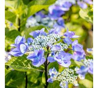Thompson & Morgan Hydrangea Macrophylla Zorro 9Cm Potted Plant X 3