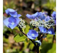 Thompson & Morgan Hydrangea Macrophylla 'zorro' Rhs Agm Lacecap Blooms Blue To Pink Deciduous Shrub 2X 3.6L Pots