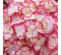 Thompson & Morgan Hydrangea Miss Saori 3 Litre Potted Plant X 2