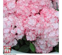 Thompson & Morgan Hydrangea Miss Saori 9Cm Pot X 1