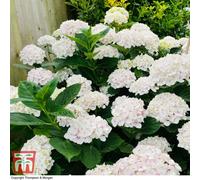 Thompson & Morgan Hydrangea mme E. Mouillere 3.6 Litre Potted Plant X 2