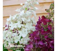 Thompson & Morgan Hydrangea Paniculata Candlelight 9Cm Pot X 1