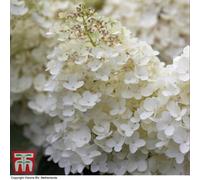 Thompson & Morgan Hydrangea Paniculata Grandiflora 9Cm Pot X 2