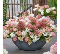Thompson & Morgan Hydrangea Paniculata Groundbreaker Blush 14Cm Potted Plant X 1