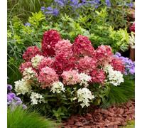 Thompson & Morgan Thompson & Morgan Hydrangea Paniculata Groundbreaker Ruby 14Cm Pot X 1, Red