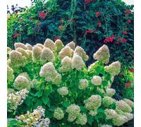 Thompson & Morgan Hydrangea Paniculata Hercules 3 Litre Pot x 1