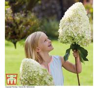 Thompson & Morgan Hydrangea Paniculata Hercules 9Cm Pot X 2