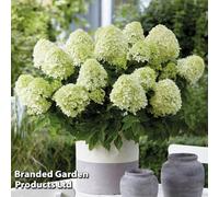 Thompson & Morgan 1 x Hydrangea paniculata 'Little Spooky' 9cm Plant, White