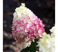 Thompson & Morgan Thompson & Morgan Hydrangea Paniculata Living Colourful Cocktail 12Cm Potted Plant X 1