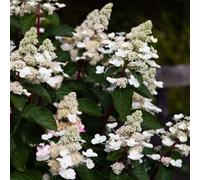 Thompson & Morgan Hydrangea Paniculata Living Infinity 1 Litre Potted Plant X 1