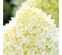 Thompson & Morgan Hydrangea Paniculata Living Little Blossom Compact Two-Toned Blooms 12Cm Pot Mid-Summer To Early Autumn