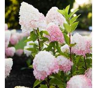 Thompson & Morgan Hydrangea Paniculata Living Pink & Rose 3 Litre P...