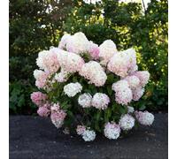 Thompson & Morgan Hydrangea Paniculata Living Raspberry Pink - Large Conical Blooms Hardy Shrub For Borders & Containers