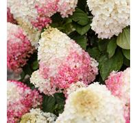 Thompson & Morgan Hydrangea Paniculata Living Red Velvet Stunning Raspberry Red Blooms Long Flowering Season Compact Shrub