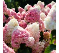 Thompson & Morgan Hydrangea Paniculata Living Strawberry Blossom - Creamy White To Strawberry Pink Blooms - Summer Display - 12Cm Pot