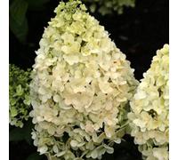 Thompson & Morgan Hydrangea Paniculata Magical Matterhorn - Snowy Panicles Compact Garden Plant Long Bloom Easy Care