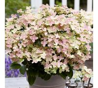 Thompson & Morgan Hydrangea Paniculata Polestar (Ophelia) 3L Pot x 1