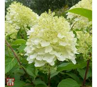 Thompson & Morgan Hydrangea Paniculata Silver Dollar 9Cm Potted Plant X 1