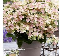 Thompson & Morgan Hydrangea Paniculata Switch Ophelia 15Cm Potted Plant X 1