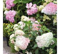 Thompson & Morgan Hydrangea Paniculata Vanille Fraise 3L Pot x 1