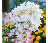 Thompson & Morgan Hydrangea Paniculata Wims Red 9Cm Potted Plant X 1
