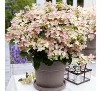 Thompson & Morgan Hydrangea Polestar 5 Litre Pot x 1