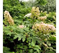 Thompson & Morgan Hydrangea Quercifolia Snow Queen 3.6 Litre Potted Plant X 1