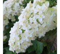 Thompson & Morgan Hydrangea Quercifolia Snow Queen 3.6 Litre Potted Plant X 2