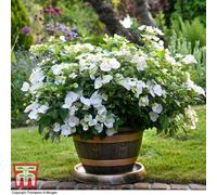 Thompson & Morgan Hydrangea Runaway Bride 3.6 Litre Potted Plant X 1