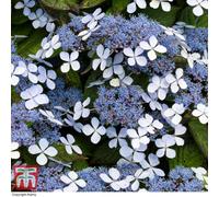 Thompson & Morgan Hydrangea Serrata Bluebird 3.6 Litre Potted Plant X 1