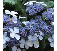 Thompson & Morgan Hydrangea Serrata Bluebird 3 Litre Potted Plant X 2
