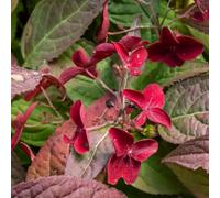 Thompson & Morgan Hydrangea Serrata Daredevil 9Cm Potted Plant X 1