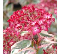 Thompson & Morgan Thompson & Morgan Hydrangea Serrata Euphoria Pink 15Cm Potted Plant X 1