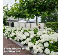 Thompson & Morgan Hydrangea Strong Annabelle 5 Litre Potted Plant X 1