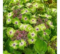 Thompson & Morgan Thompson & Morgan Hydrangea Teller Green Dream Pink 14Cm Potted Plant X 1