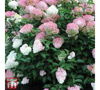 Thompson & Morgan Hydrangea Vanilla Fraise 8Cm Pot X 2