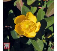 Thompson & Morgan Hypericum Dummeri Peter Dummer 9Cm Potted Plant X 1