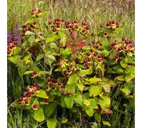 Thompson & Morgan Hypericum Orange Flair 9Cm Potted Plant X 3