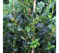 Thompson & Morgan Ilex Aquifolium J.c. Van Tol 3 Litre Potted Plant X 1