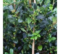 Thompson & Morgan Ilex Aquifolium J.c. Van Tol 9Cm Potted Plant X 3