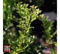 Thompson & Morgan Ilex (Holly) Maximowicziana Kanehirae 9Cm Pot X 1