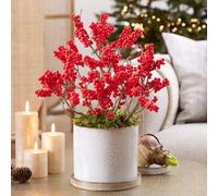 Thompson & Morgan Ilex (Holly) Verticillata Jingle Bells 2 Litre Potted Plant X 1